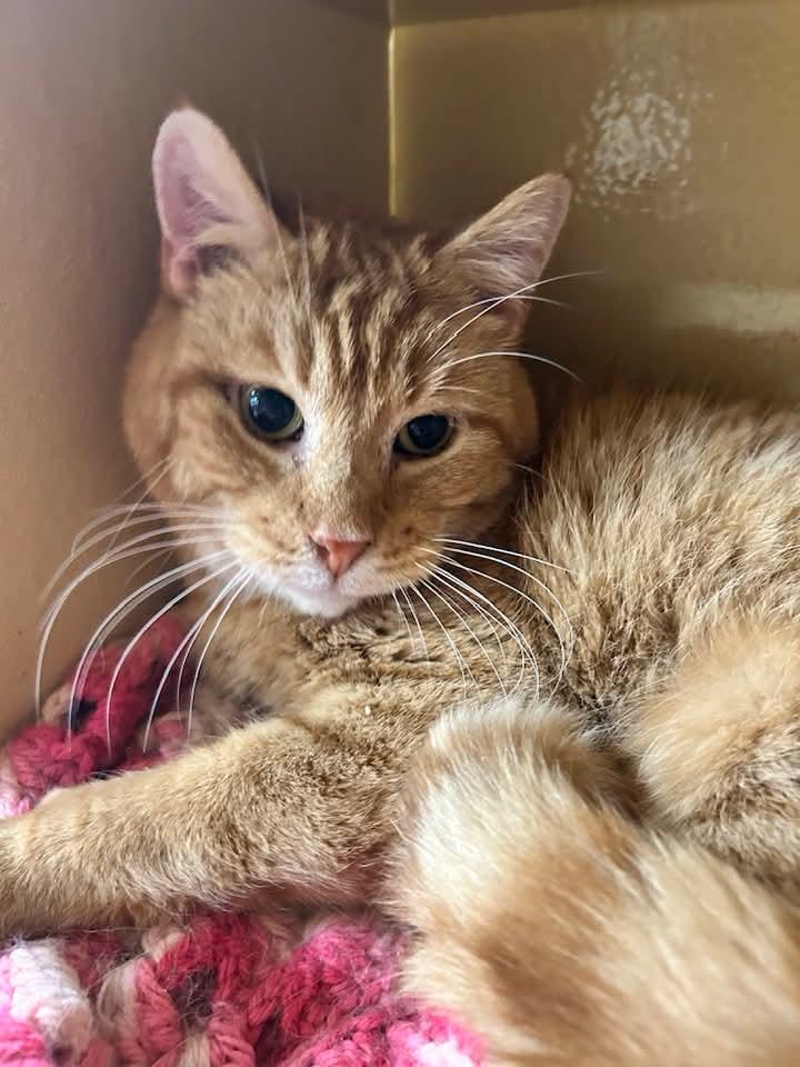 Moth, ADOPTABLE, Senior Male Domestic Short Hair.