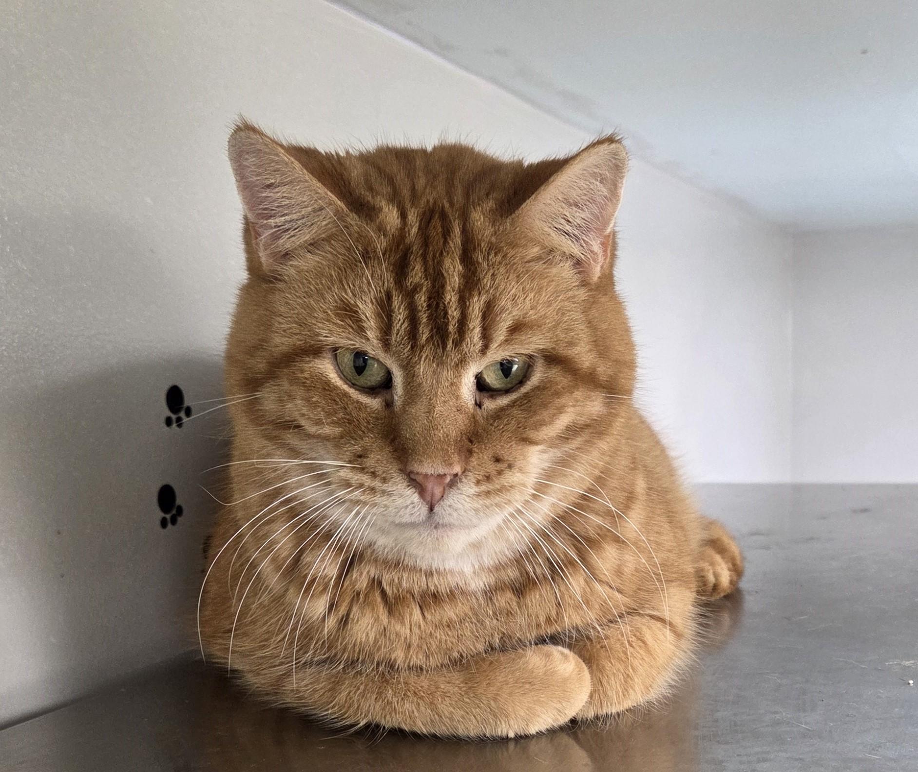 Enlarge Moth, a ADOPTABLE mixed breed in Carsonville, MI image 1/5