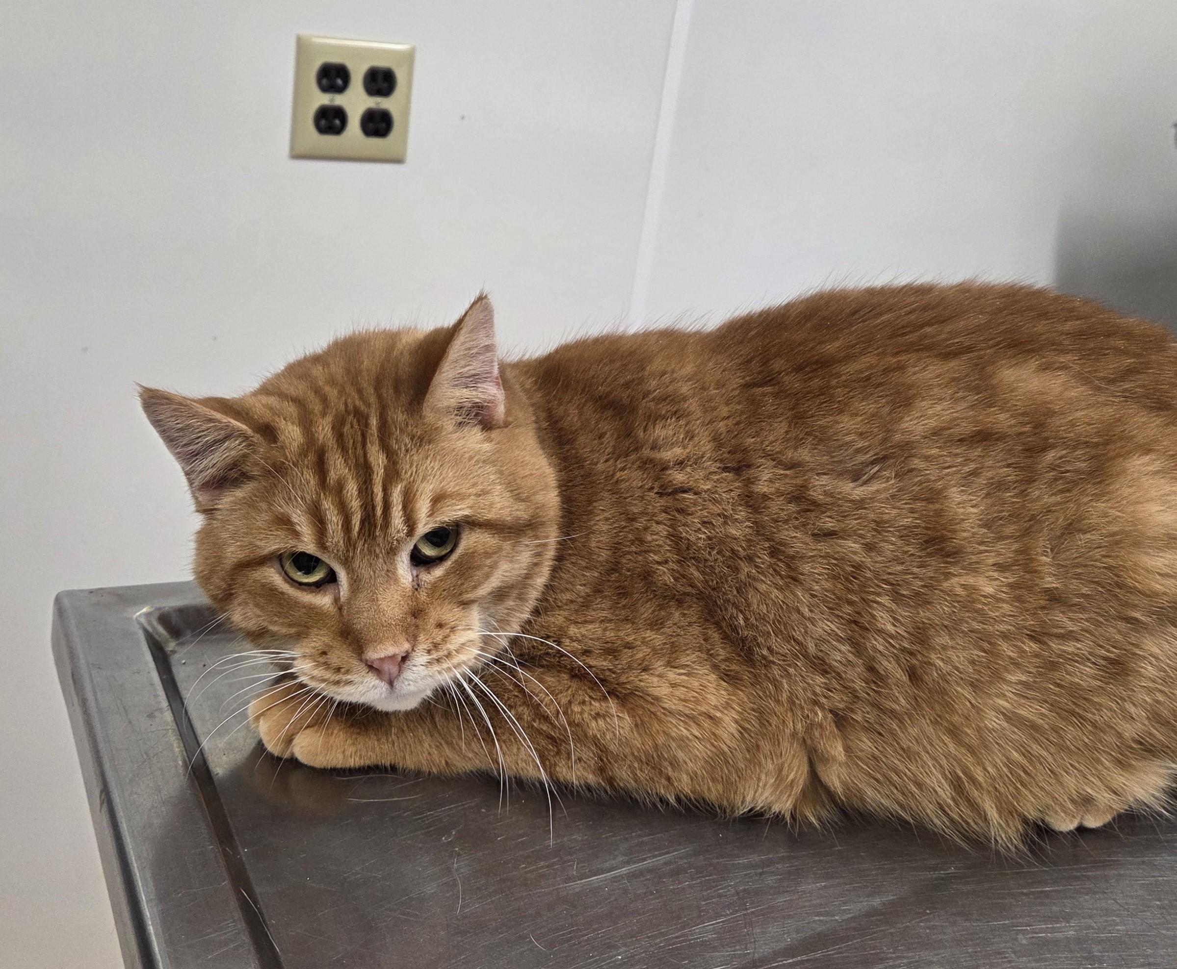 Enlarge Moth, a ADOPTABLE mixed breed in Carsonville, MI image 2/3