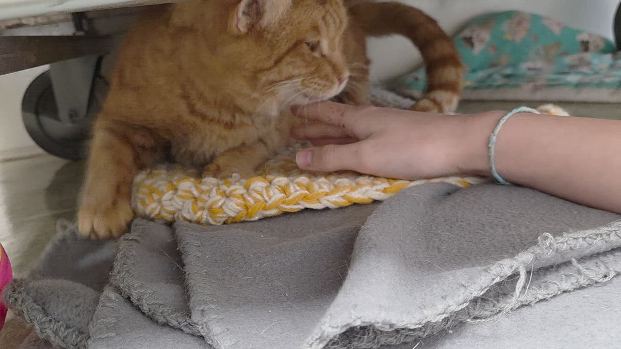 Enlarge Moth, a ADOPTABLE mixed breed in Carsonville, MI video 4/5