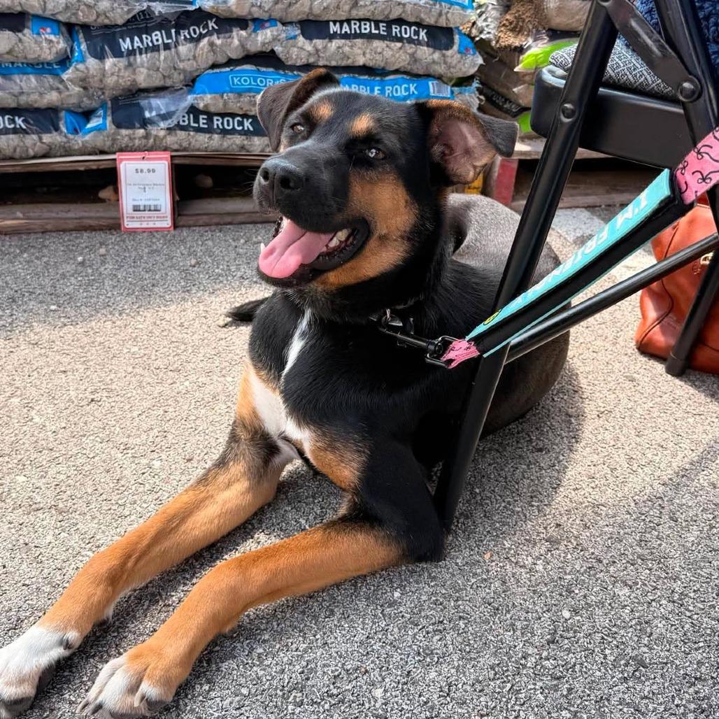 Frieda, Adoptable, Young Female Shepherd & Mixed Breed.