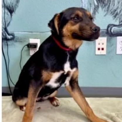 Enlarge Frieda, a Adoptable mixed breed in Joliet, IL image 2/4