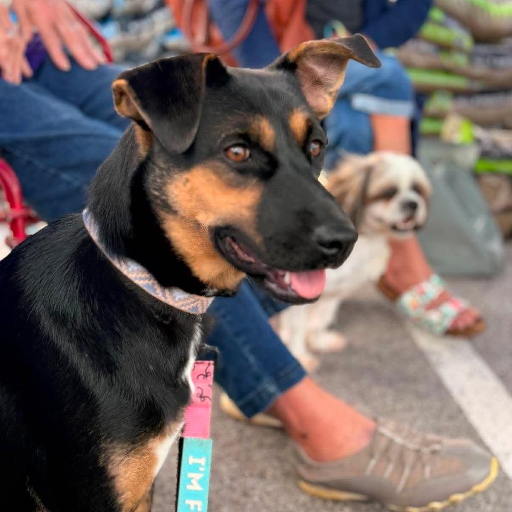 Enlarge Frieda, a Adoptable mixed breed in Joliet, IL image 3/4