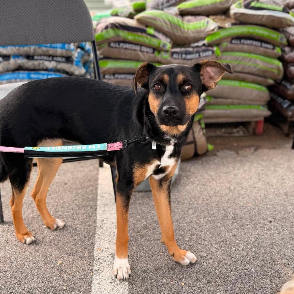 Enlarge Frieda, a Adoptable mixed breed in Joliet, IL image 4/4