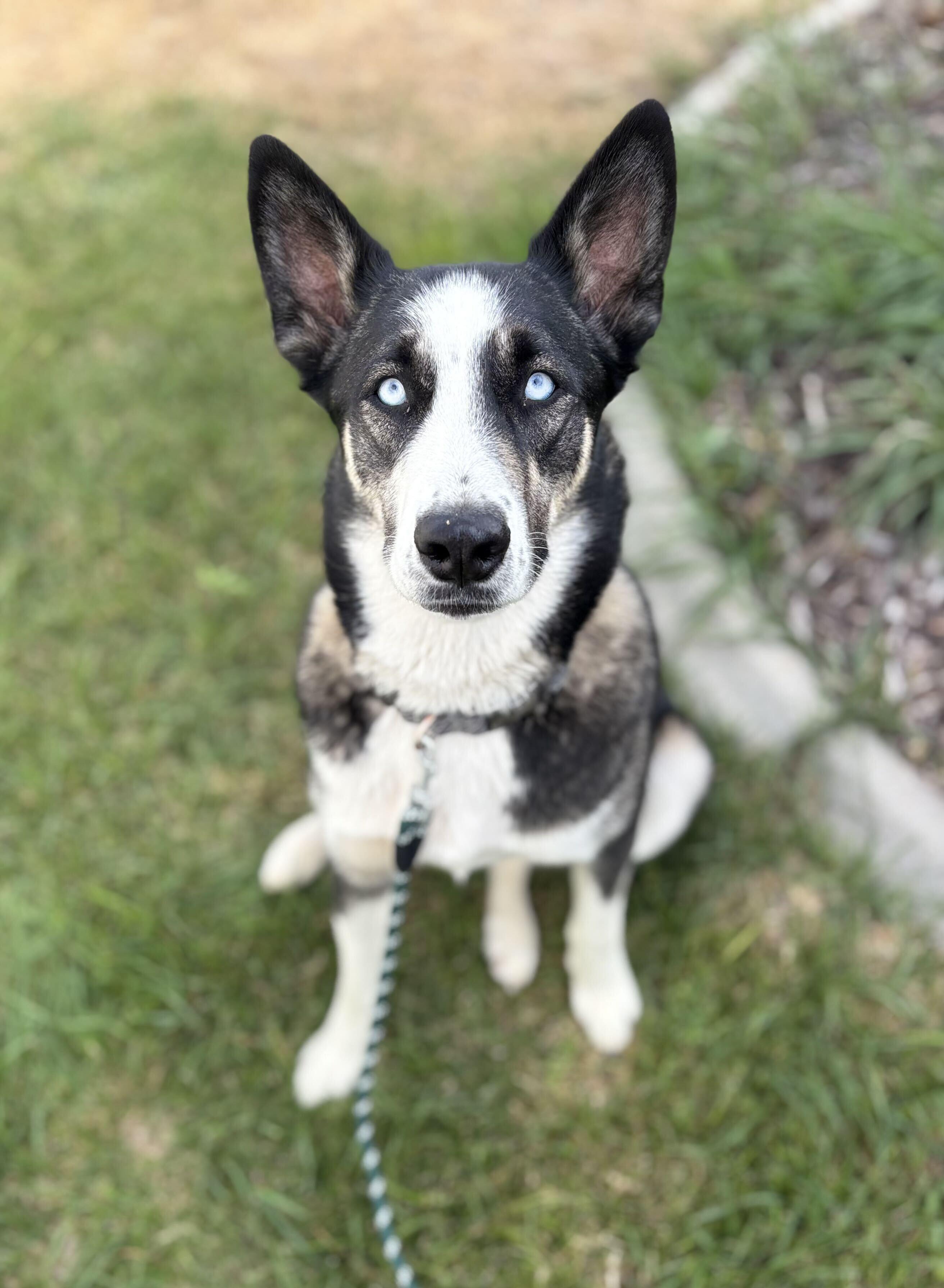 Enlarge Roxy, a Adoptable mixed breed in Cottonwood Heights, UT image 1/4
