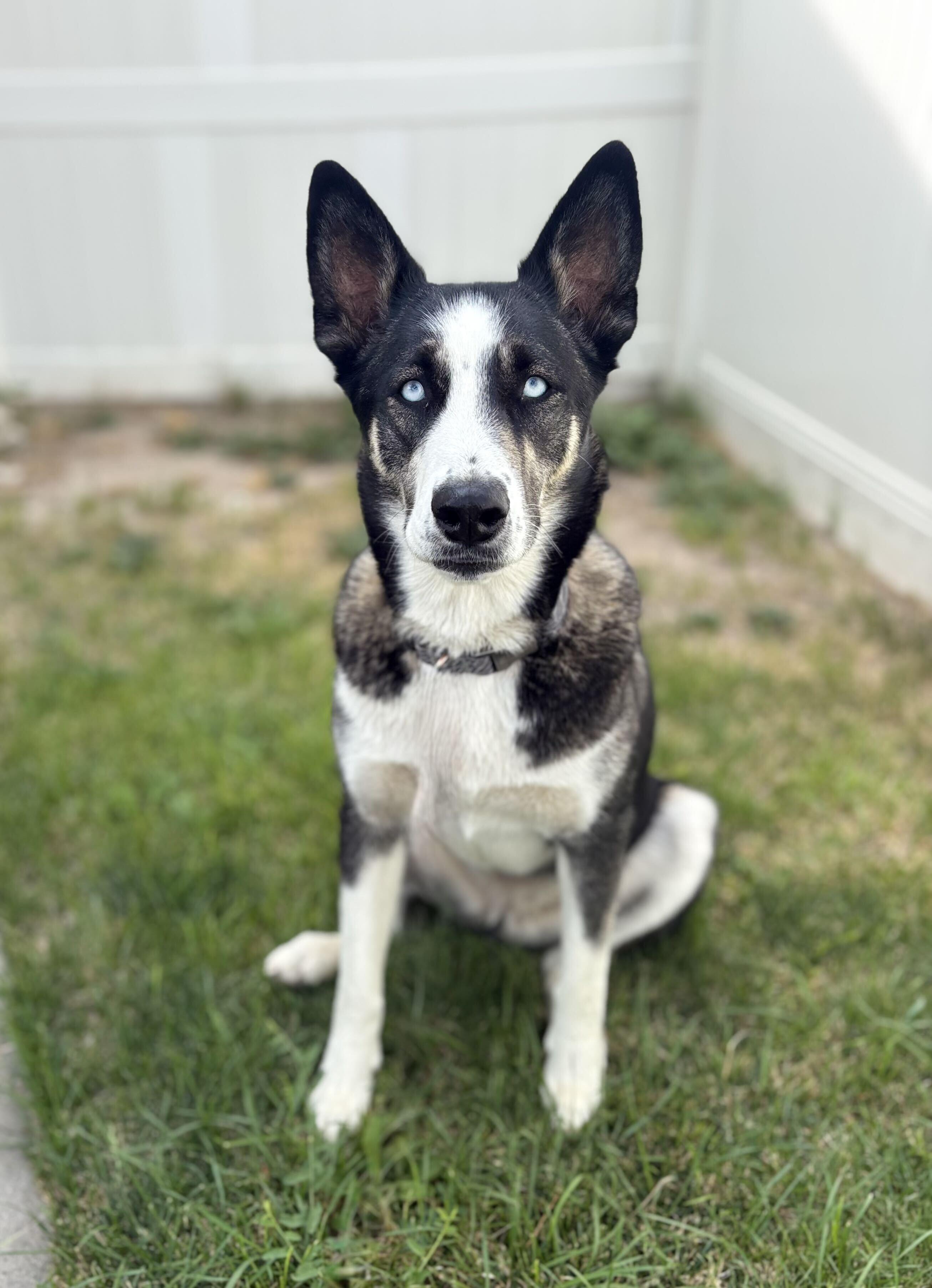 Enlarge Roxy, a Adoptable mixed breed in Cottonwood Heights, UT image 2/4