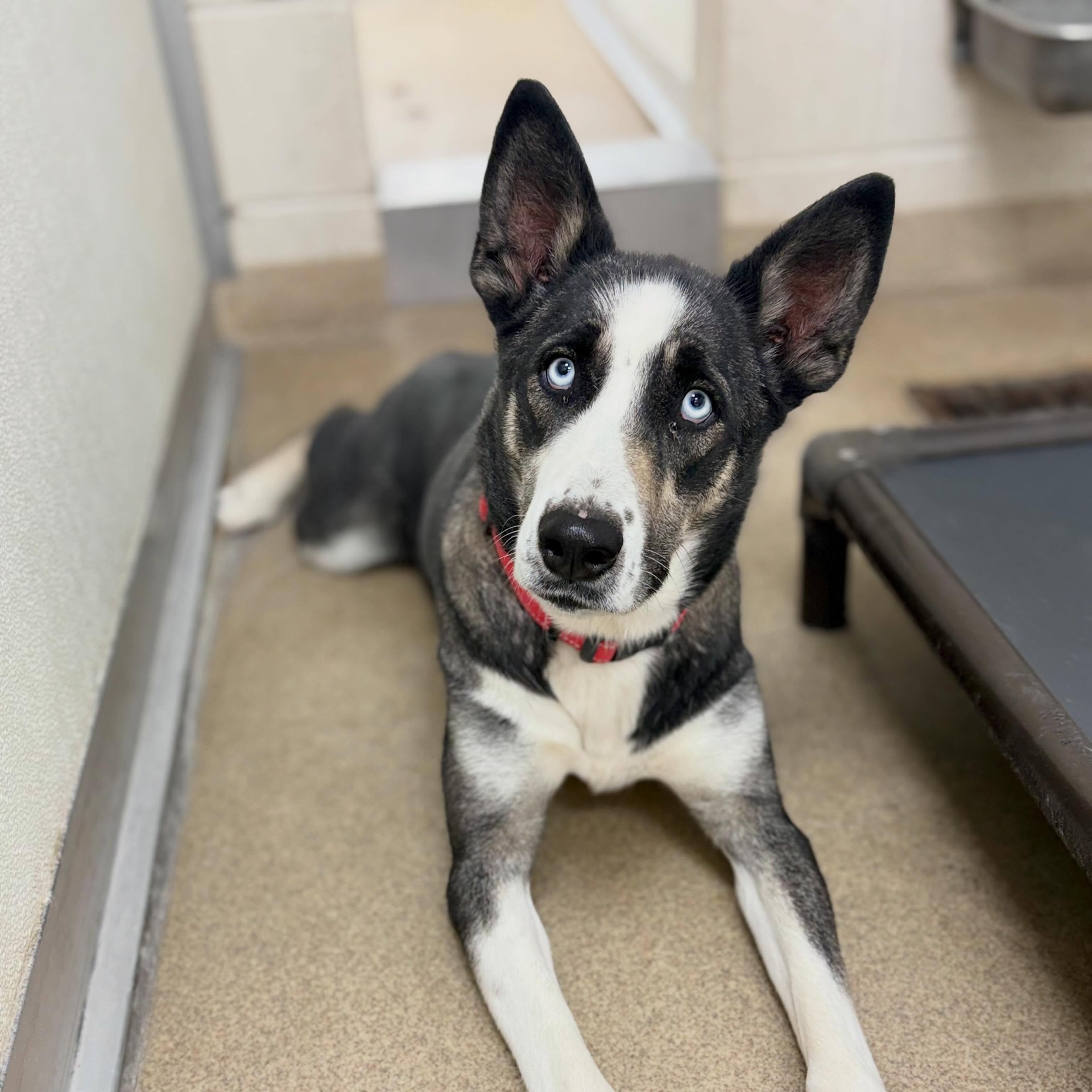 Enlarge Roxy, a Adoptable mixed breed in Cottonwood Heights, UT image 3/4