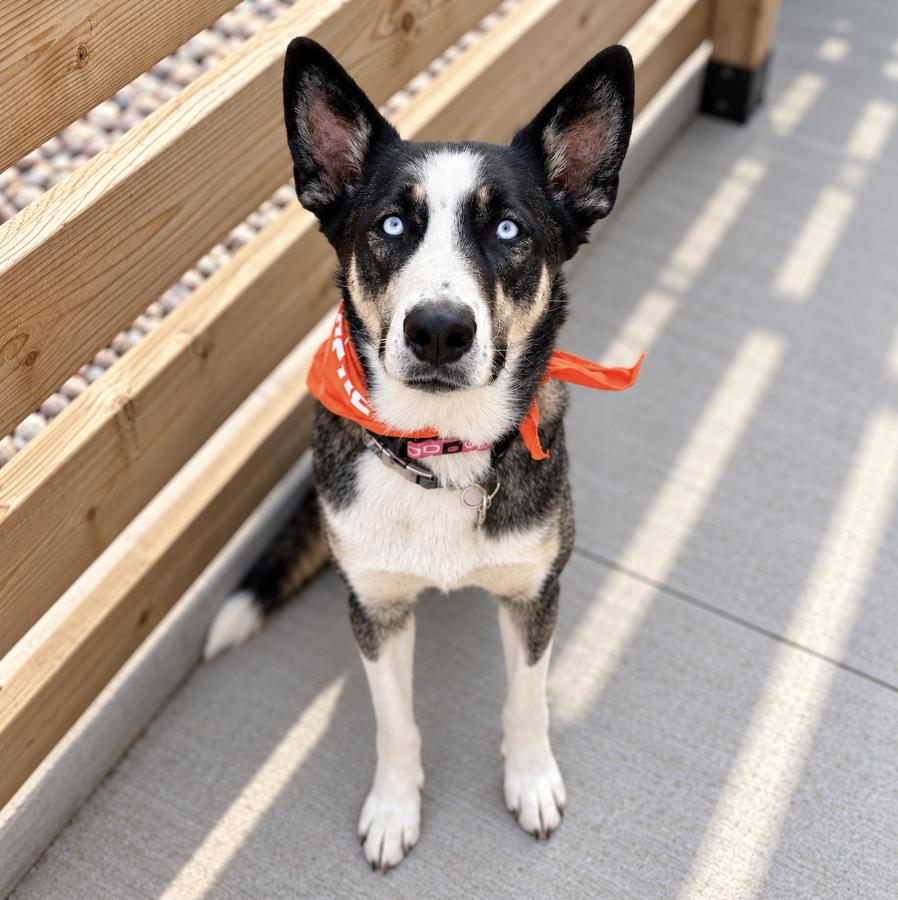 Enlarge Roxy, a Adoptable mixed breed in Cottonwood Heights, UT image 4/4