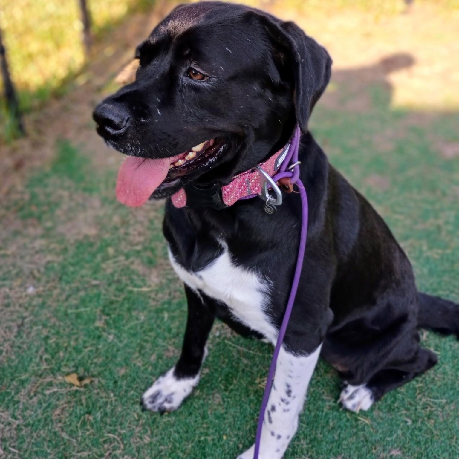 Enlarge Miley — A Blossoming Beauty Ready for Love, a Adoptable mixed breed in Brewster, NY image 5/6