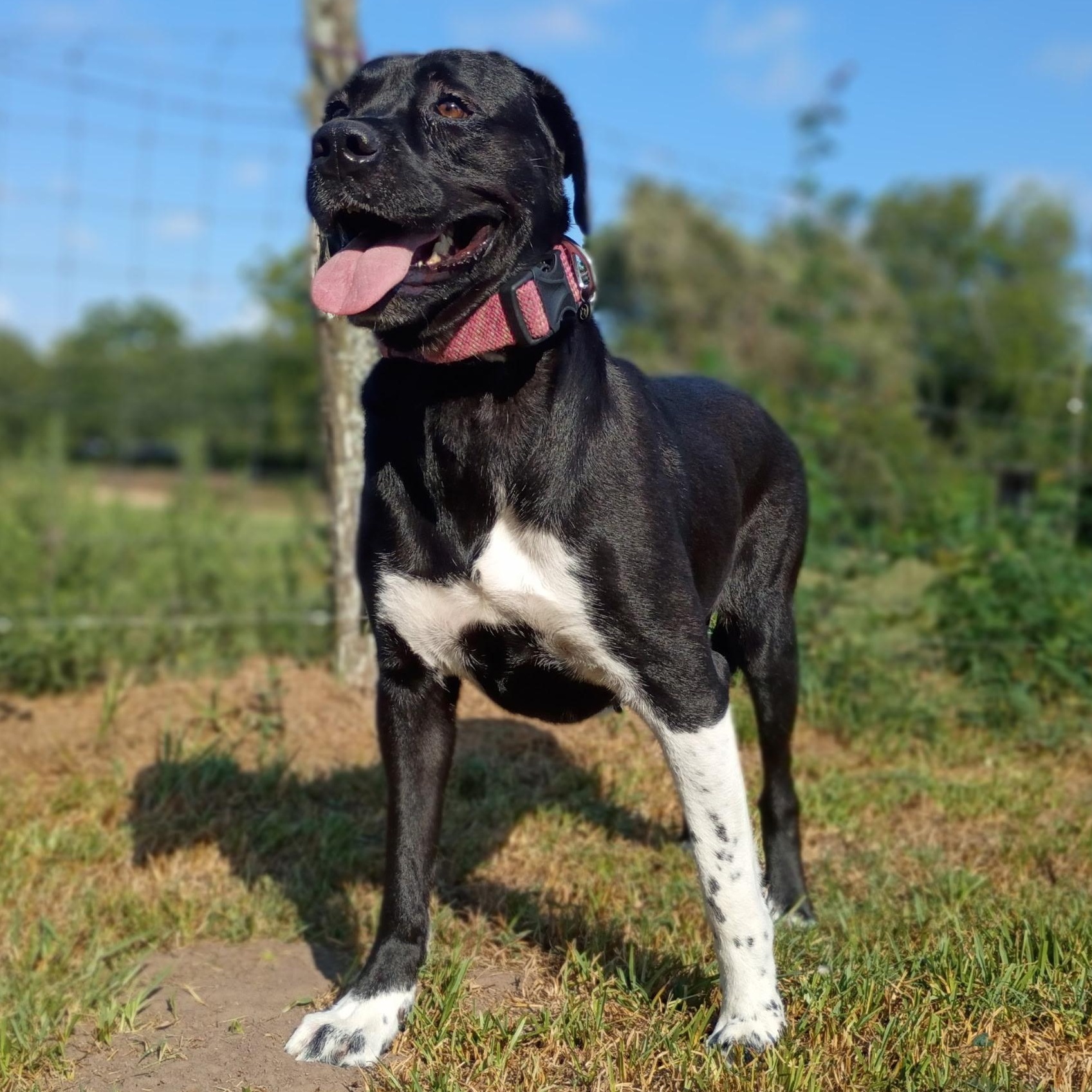 Enlarge Miley — A Blossoming Beauty Ready for Love, a Adoptable mixed breed in Brewster, NY image 2/6