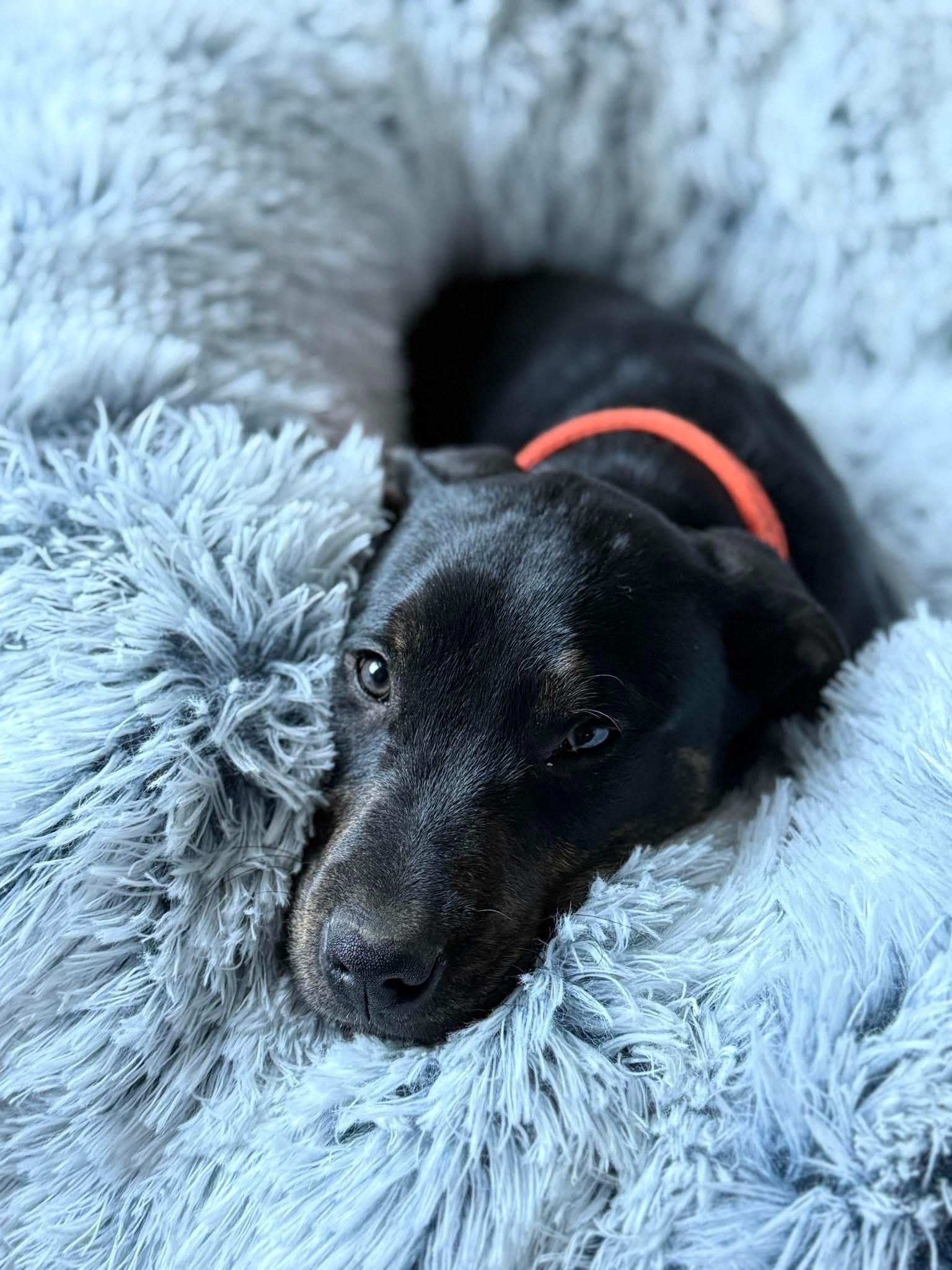 Enlarge Freddie, an adopted mixed breed in INDIANAPOLIS, IN image 4/6