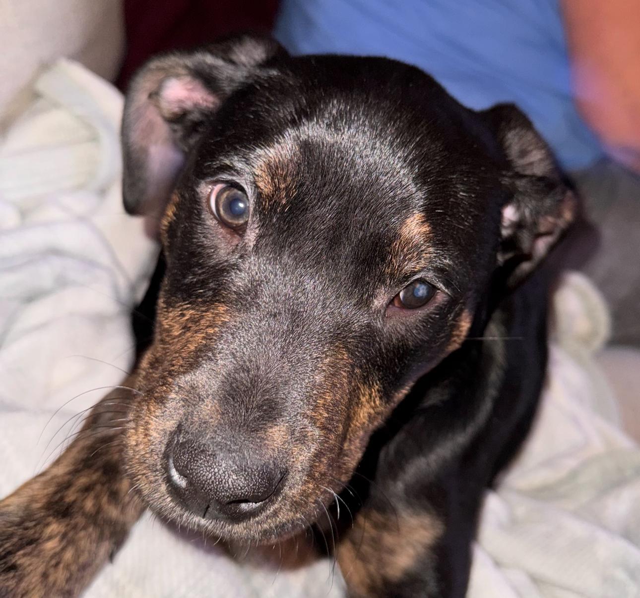 Enlarge Freddie, an adopted mixed breed in INDIANAPOLIS, IN image 1/6