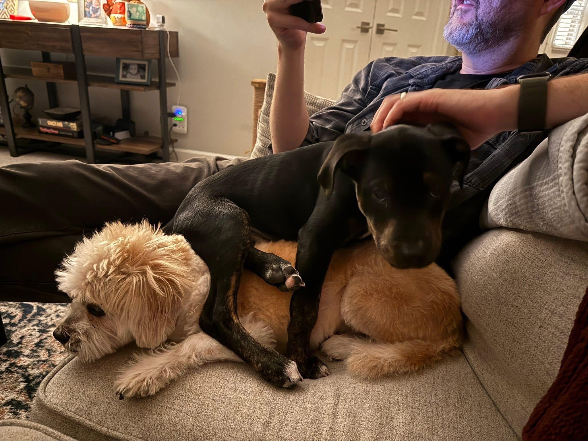 Enlarge Freddie, an adopted mixed breed in INDIANAPOLIS, IN image 6/6