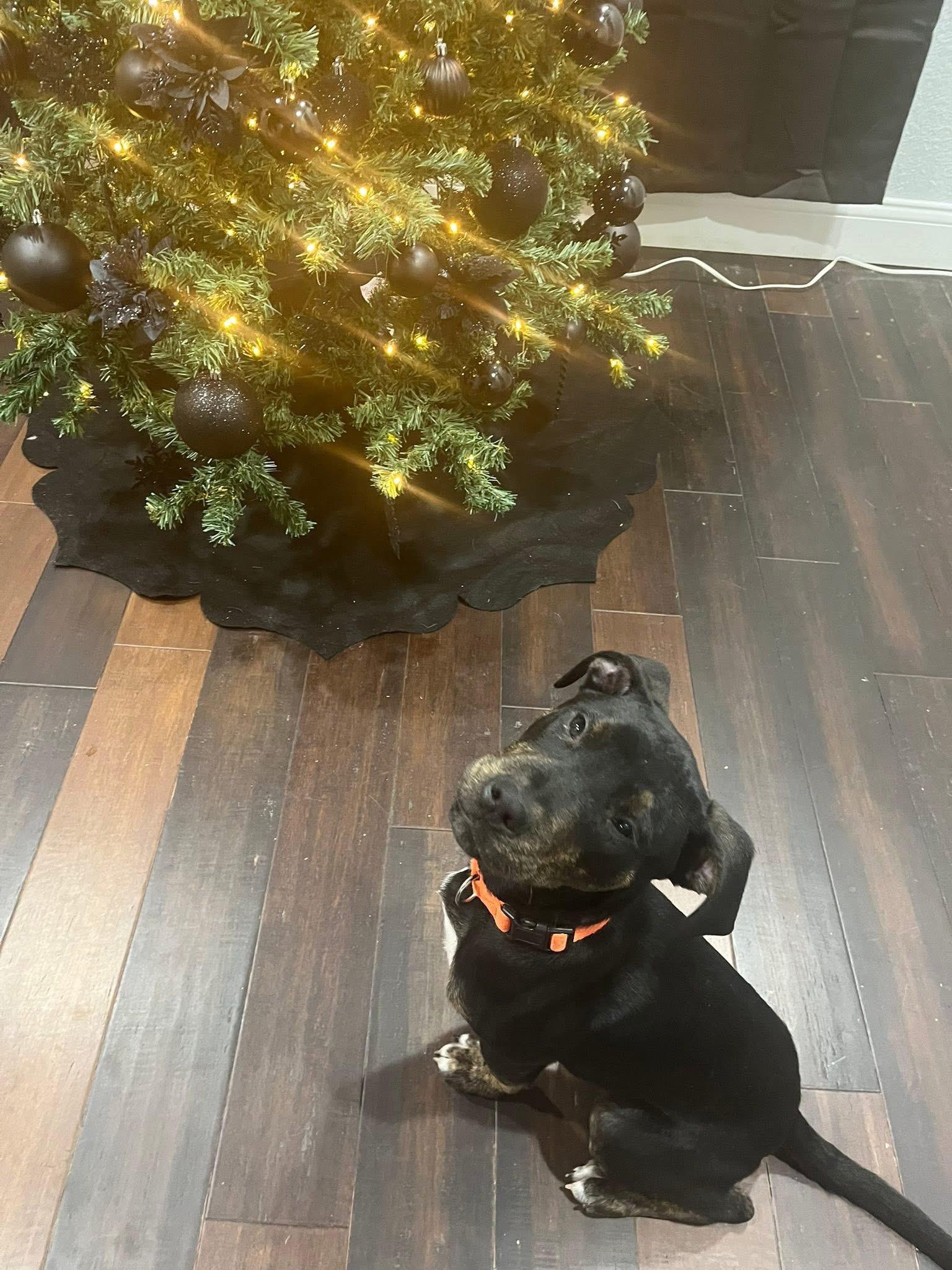 Enlarge Freddie, an adopted mixed breed in INDIANAPOLIS, IN image 2/6