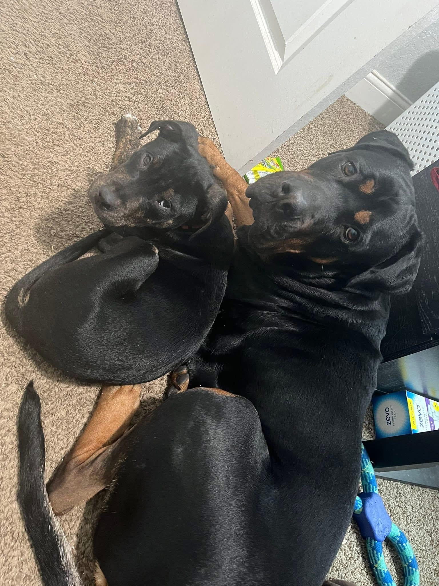 Enlarge Freddie, an adopted mixed breed in INDIANAPOLIS, IN image 3/6