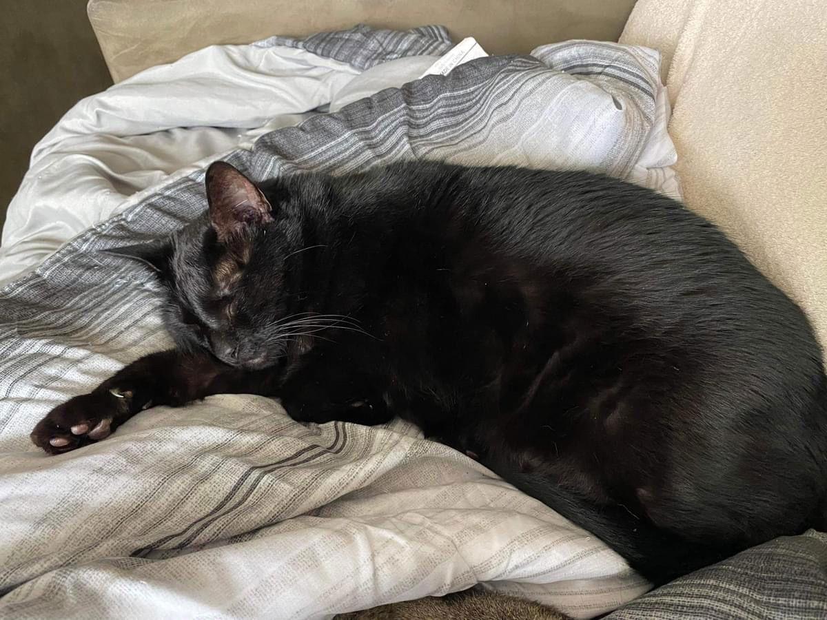 Rasta, Adoptable, Senior Male Domestic Short Hair.