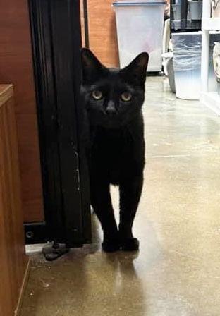 Rasta, a Adoptable Domestic Short Hair in Oxford, MS image 2/3