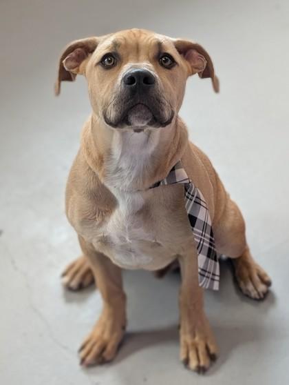 Rolo Rex, Adoptable, Adult Male Terrier & Mixed Breed.