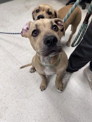 Rolo Rex, a Adoptable mixed breed in Gulfport, MS image 2/2