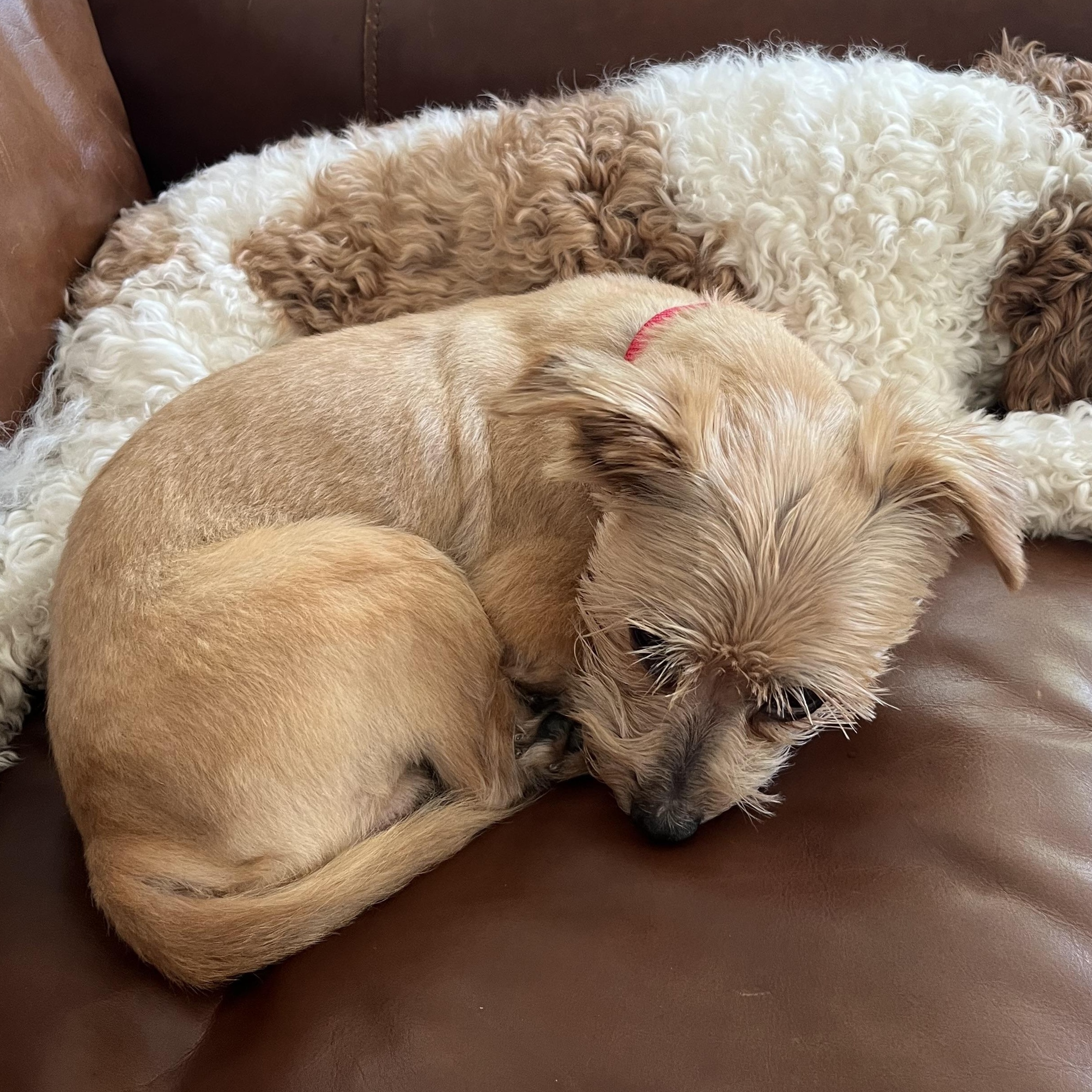 Sprinkles Donut - Local Boy, an adoption pending mixed breed in Andover, MA image 5/6