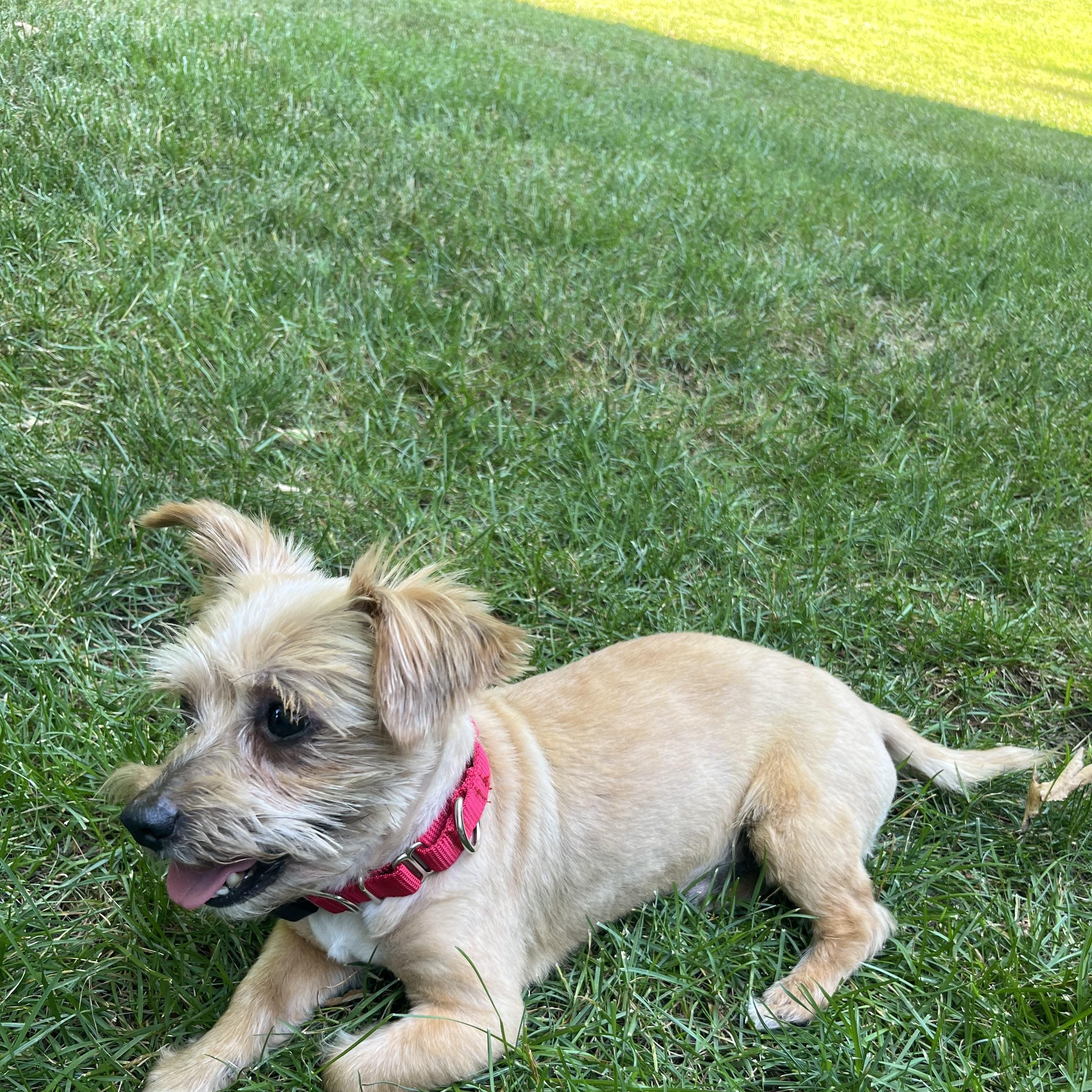 Sprinkles Donut - Local Boy, an adoption pending mixed breed in Andover, MA image 2/6