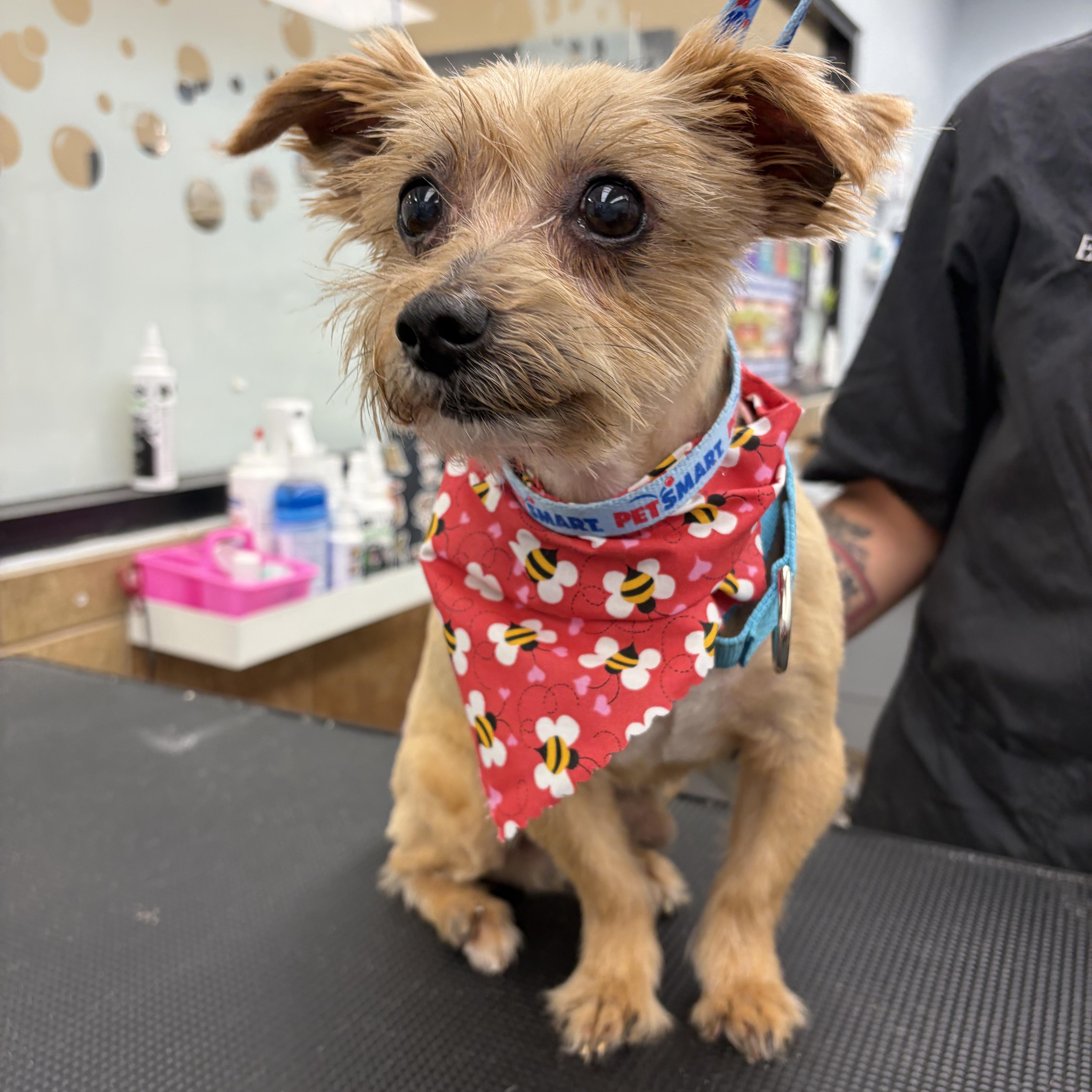 Sprinkles Donut - Local Boy, an adoption pending mixed breed in Andover, MA image 1/6