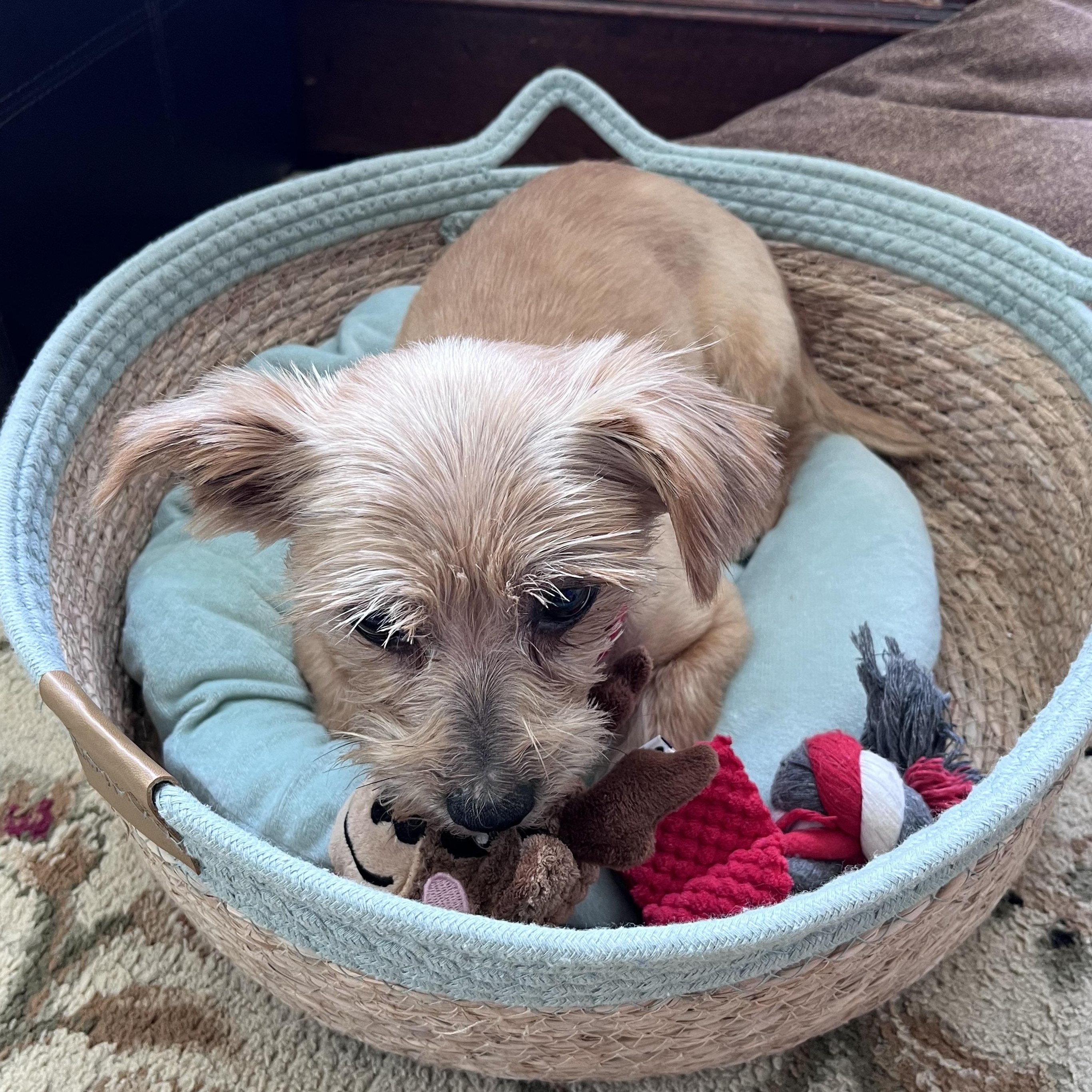 Sprinkles Donut - Local Boy, an adoption pending mixed breed in Andover, MA image 6/6