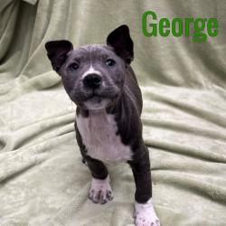 George, adopted, Puppy Male American Staffordshire Terrier.