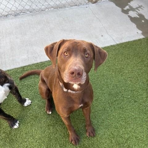 Captain, ADOPTABLE, Adult Male Chocolate Labrador Retriever.