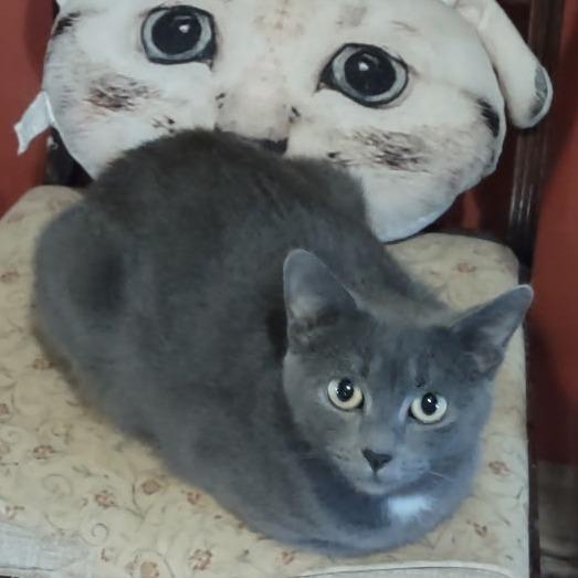 Enlarge Cherry Blossom, a Adoptable Domestic Short Hair in Greenfield, IN image 1/1