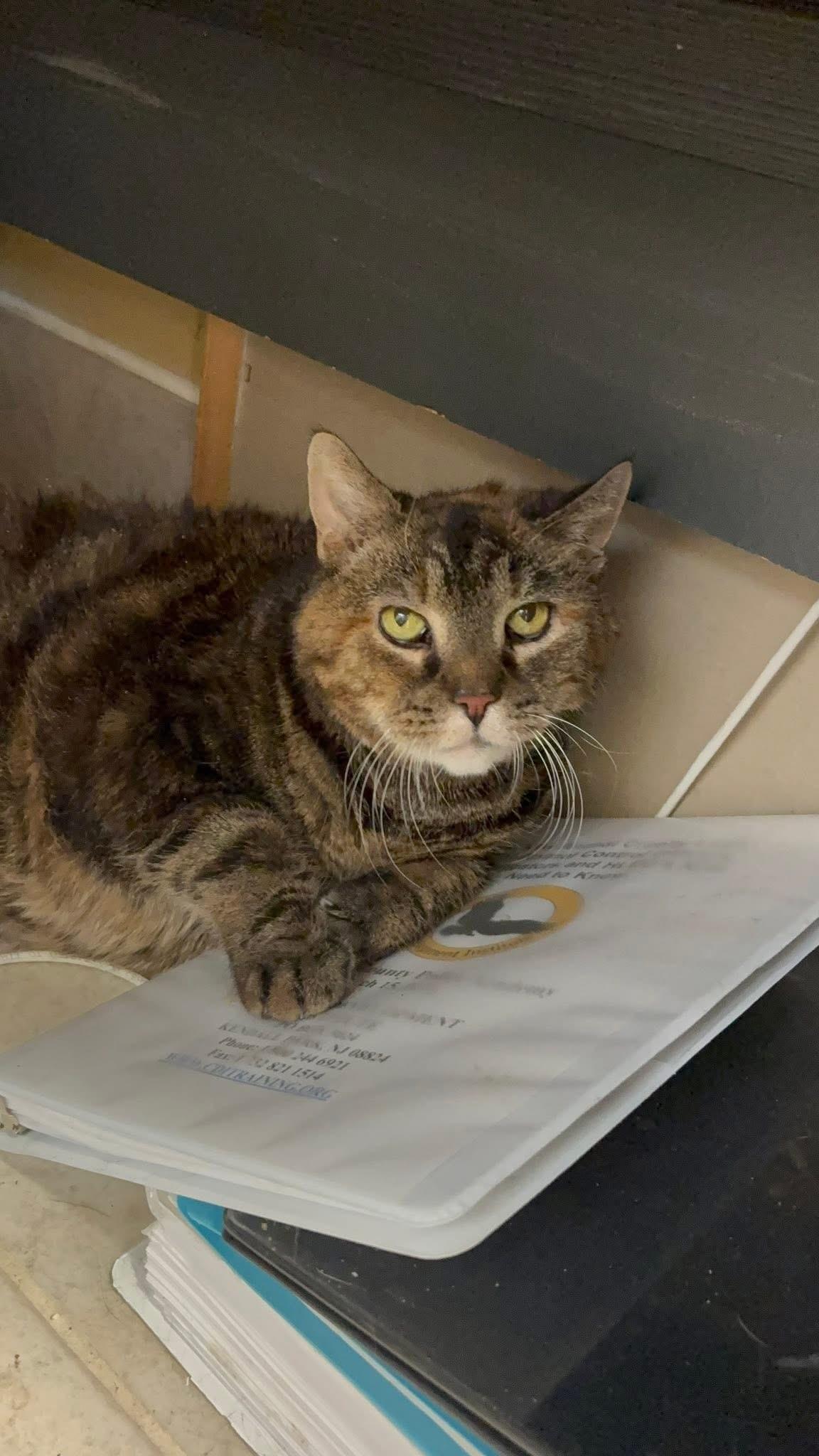 Enlarge Marley, a ADOPTABLE Domestic Short Hair in Vernon, NJ image 1/1