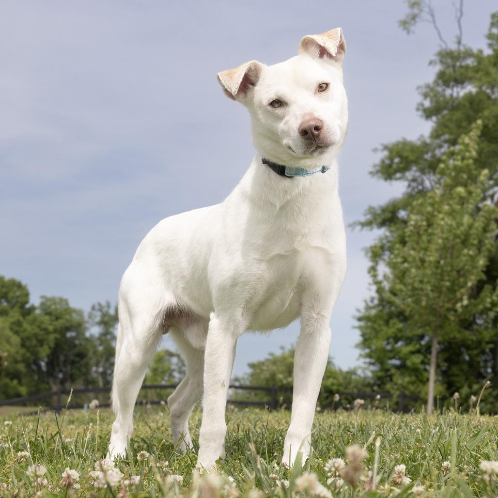 Enlarge Oreo, a Adoptable Mixed Breed in Franklin, TN image 1/1