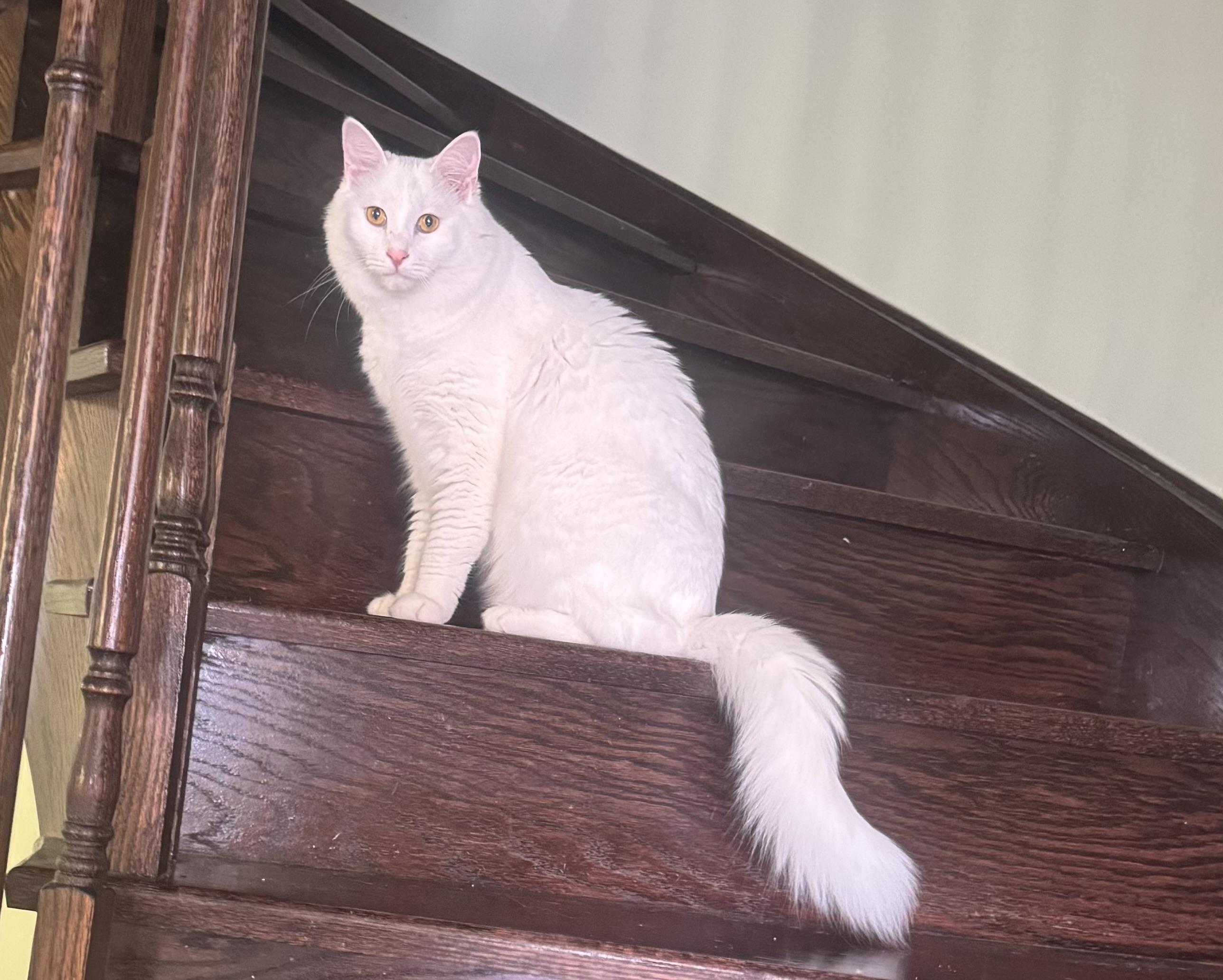 Mickey- Rouzbeh Karimi & Dorsa with Anbar, an adopted Turkish Angora in Brampton, ON image 6/6