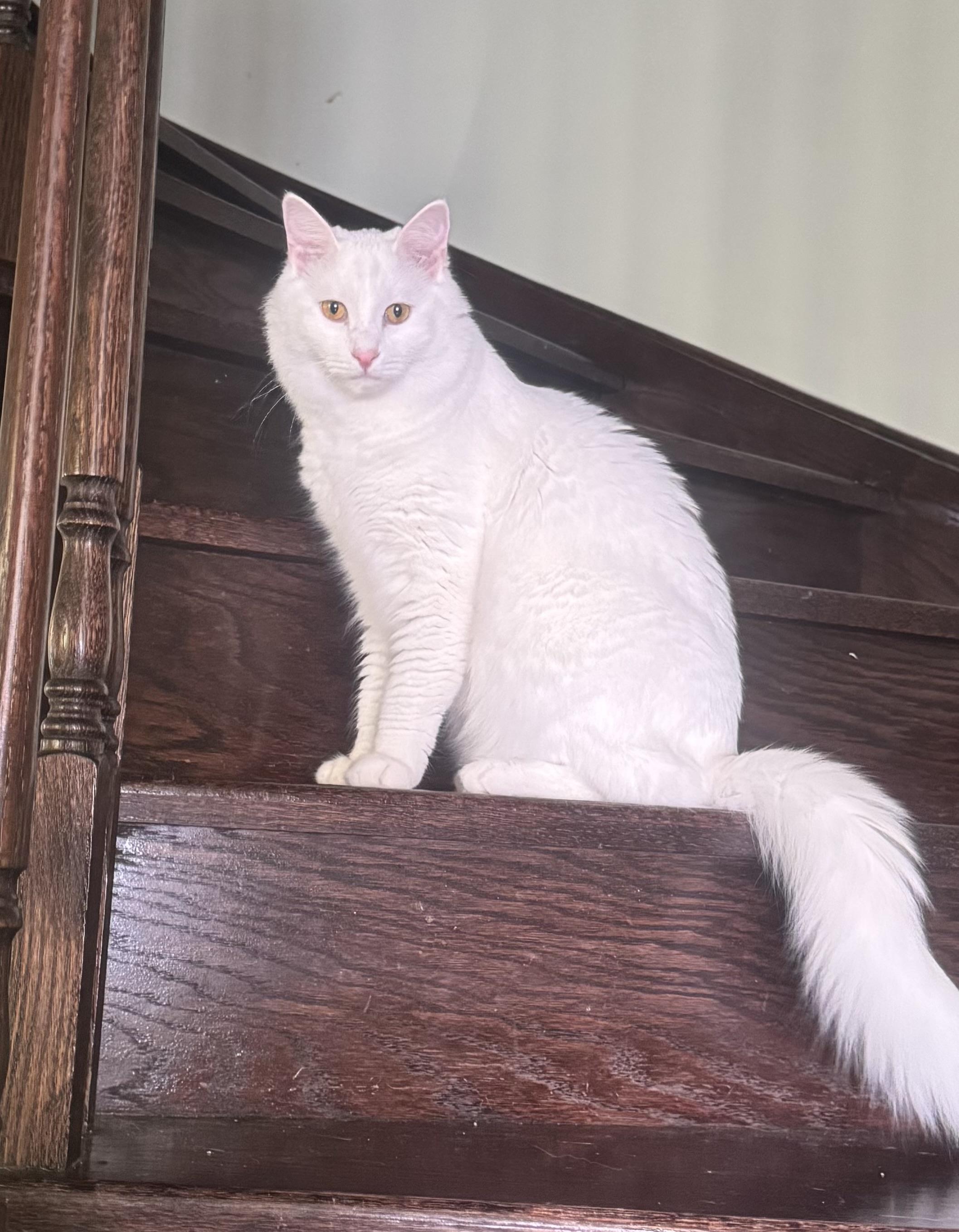 Mickey- Rouzbeh Karimi & Dorsa with Anbar, adopted, Young Male Turkish Angora.