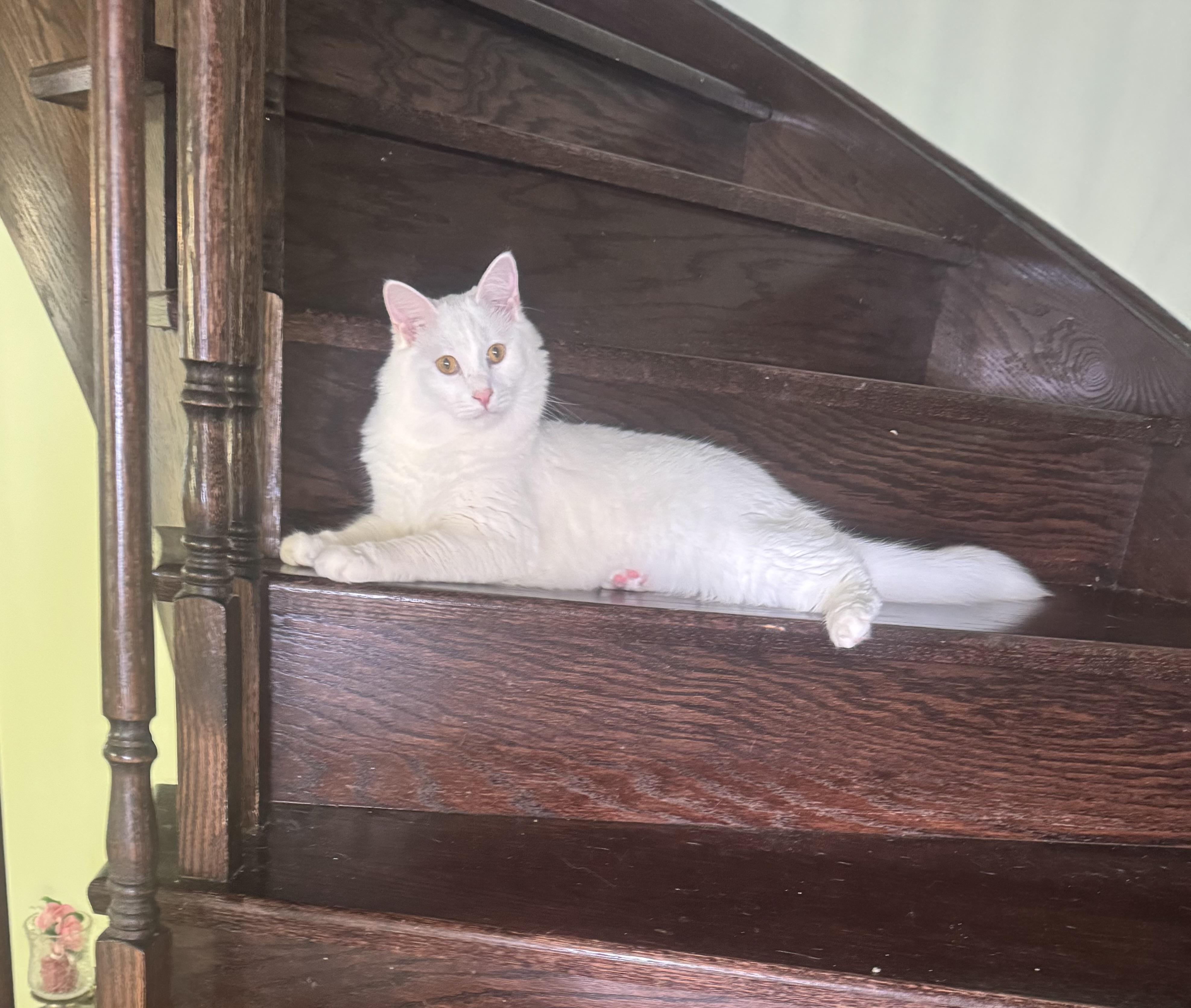 Mickey- Rouzbeh Karimi & Dorsa with Anbar, an adopted Turkish Angora in Brampton, ON image 4/6
