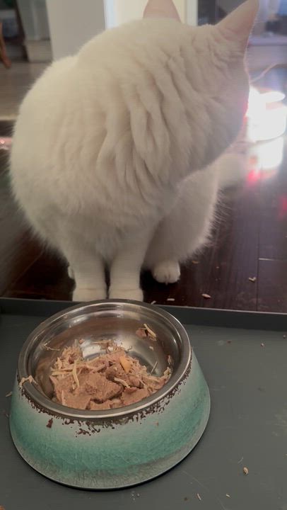Enlarge Mickey- Rouzbeh Karimi & Dorsa with Anbar, an adopted Turkish Angora in Brampton, ON video 5/6