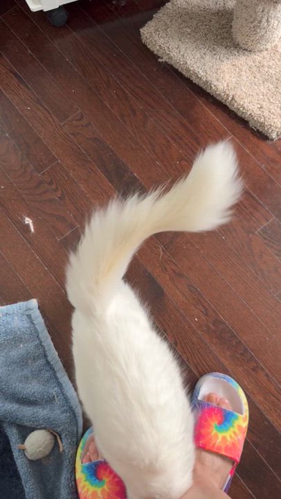 Enlarge Mickey- Rouzbeh Karimi & Dorsa with Anbar, an adopted Turkish Angora in Brampton, ON video 2/6