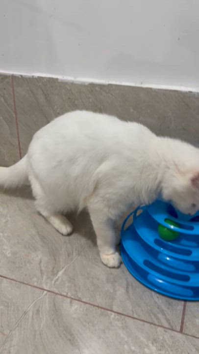 Enlarge Mickey- Rouzbeh Karimi & Dorsa with Anbar, an adopted Turkish Angora in Brampton, ON video 3/6