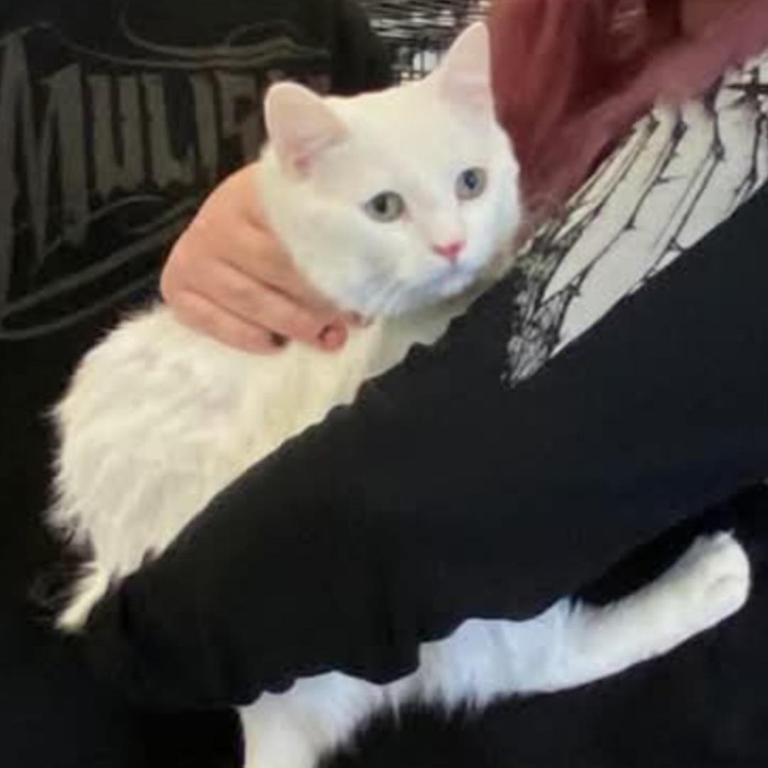 Wizard, a Adoptable American Shorthair in Raeford, NC image 1/4