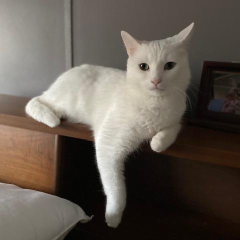 Wizard, Adoptable, Adult Male American Shorthair.