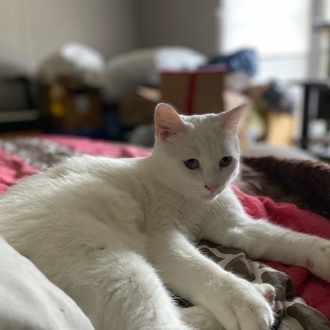 Wizard, a Adoptable American Shorthair in Raeford, NC image 3/4