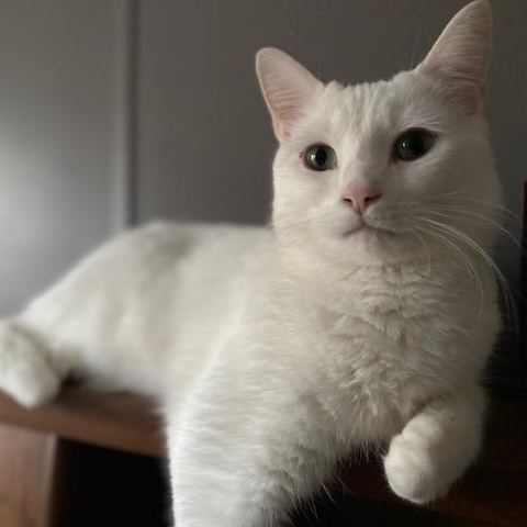 Wizard, a Adoptable American Shorthair in Raeford, NC image 4/4