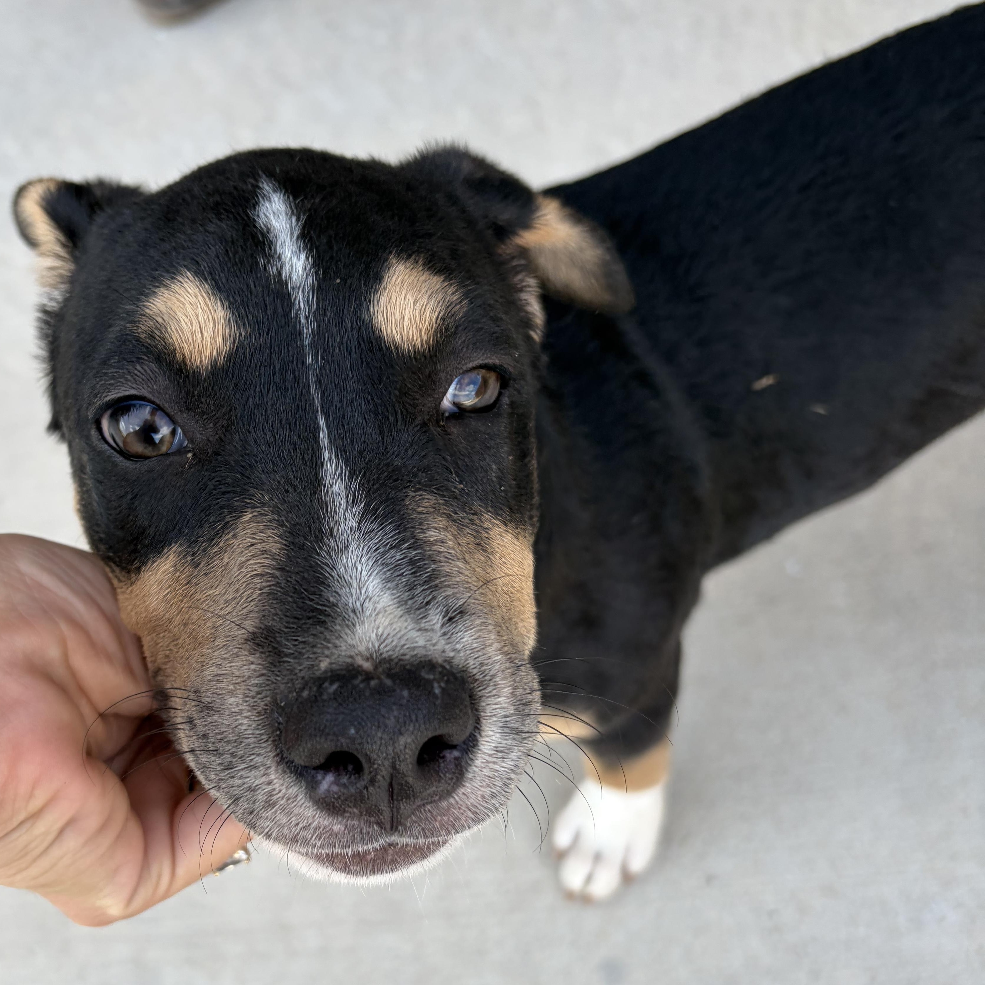 Enlarge Dottie, a Adoptable mixed breed in Eau Claire, WI image 4/4