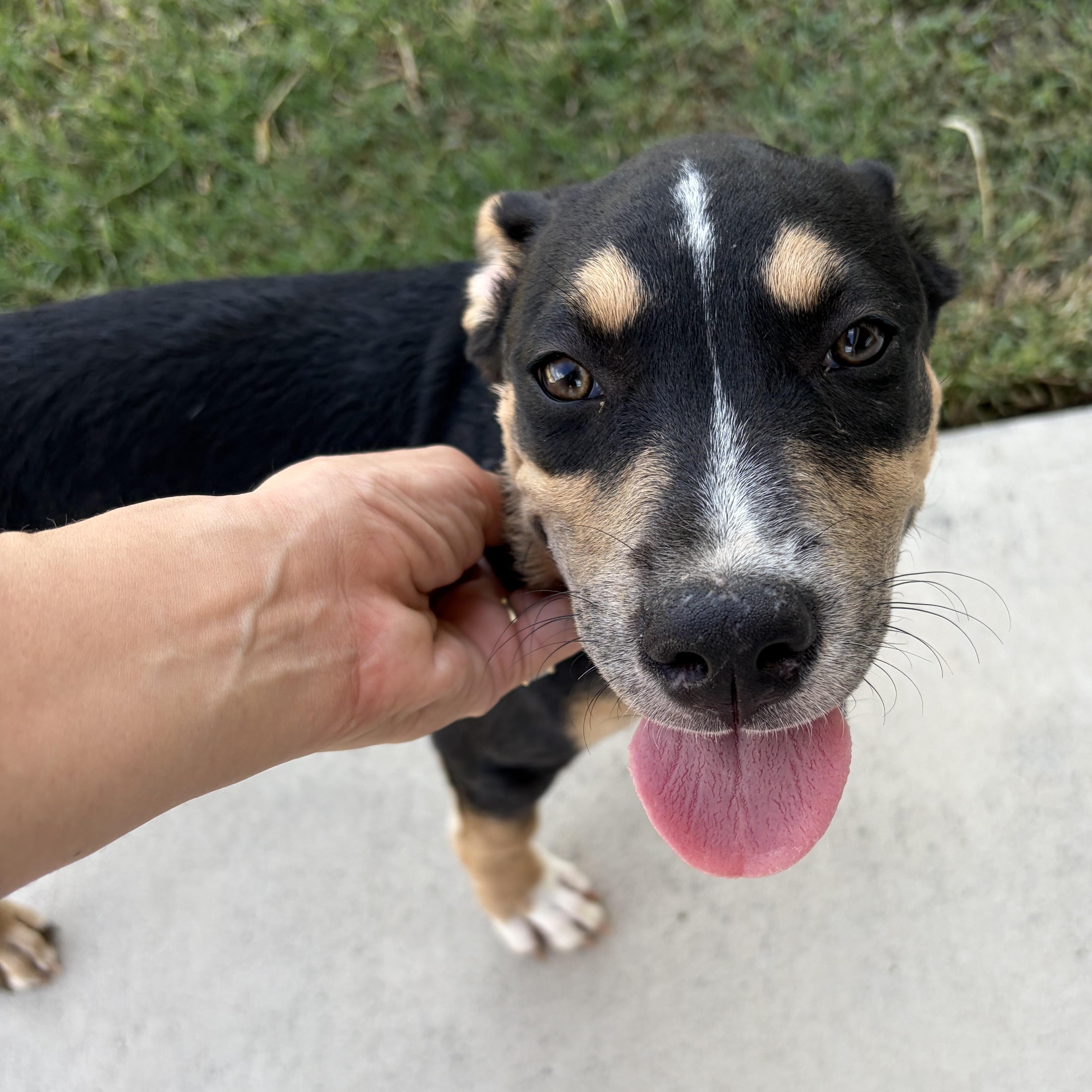 Enlarge Dottie, a Adoptable mixed breed in Eau Claire, WI image 1/4