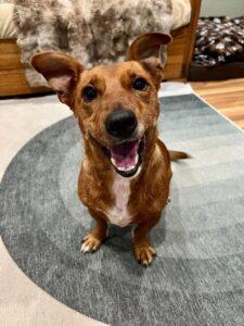 Enlarge Fifa, a Adoptable mixed breed in Palatine, IL image 1/6