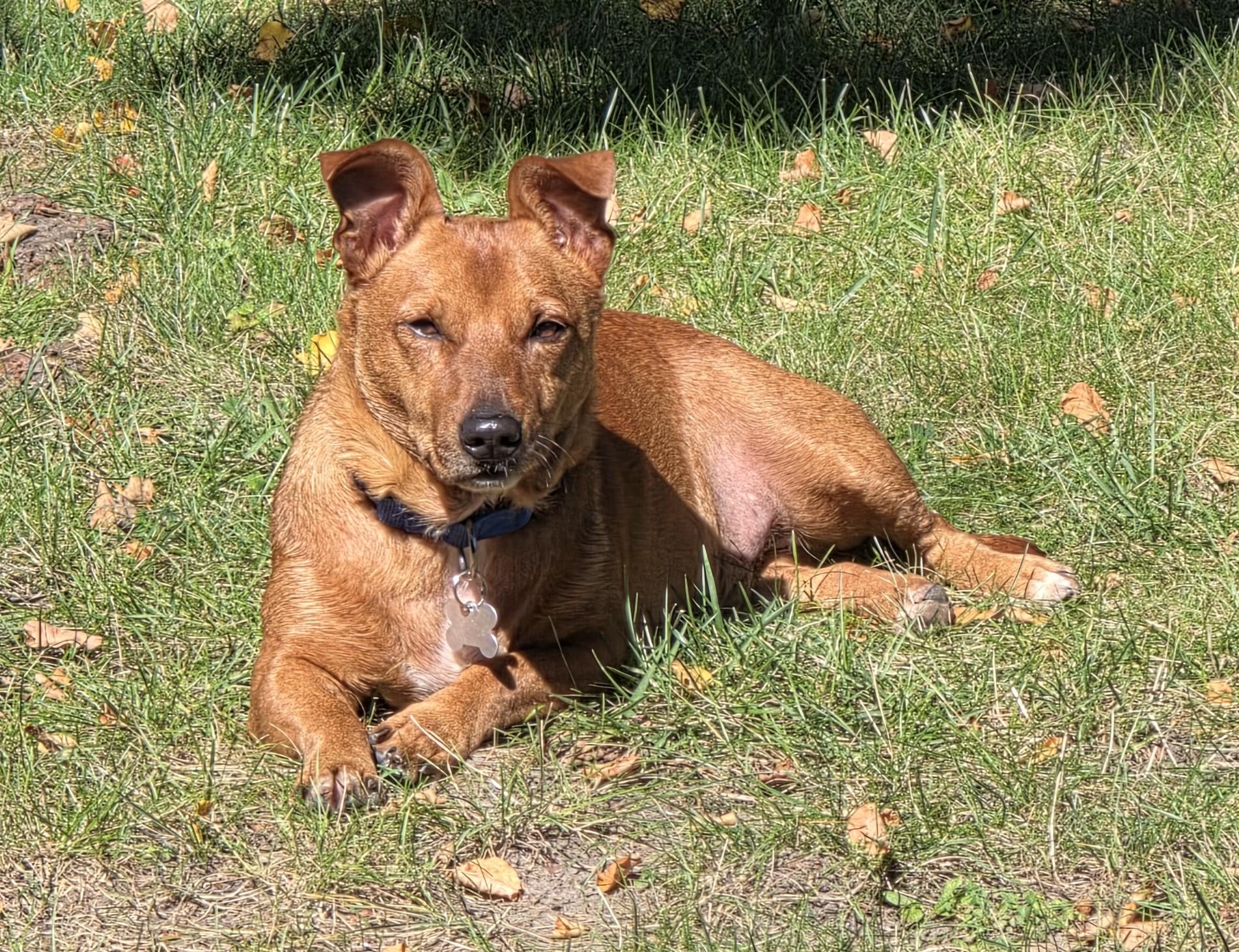 Enlarge Fifa, a Adoptable mixed breed in Palatine, IL image 3/6