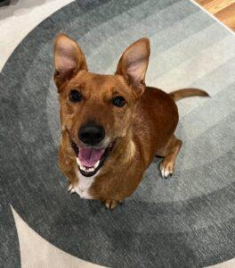 Enlarge Fifa, a Adoptable mixed breed in Palatine, IL image 4/6