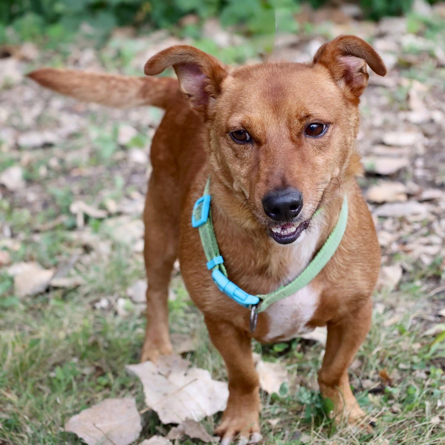 Enlarge Fifa, a Adoptable mixed breed in Palatine, IL image 2/6