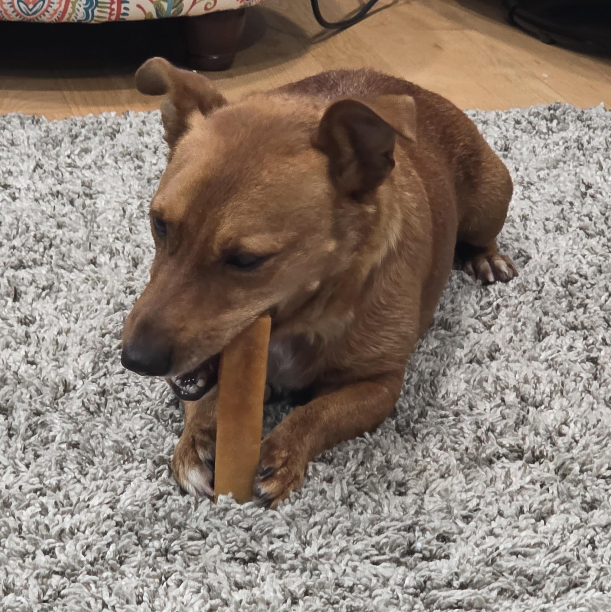 Enlarge Fifa, a Adoptable mixed breed in Palatine, IL image 6/6