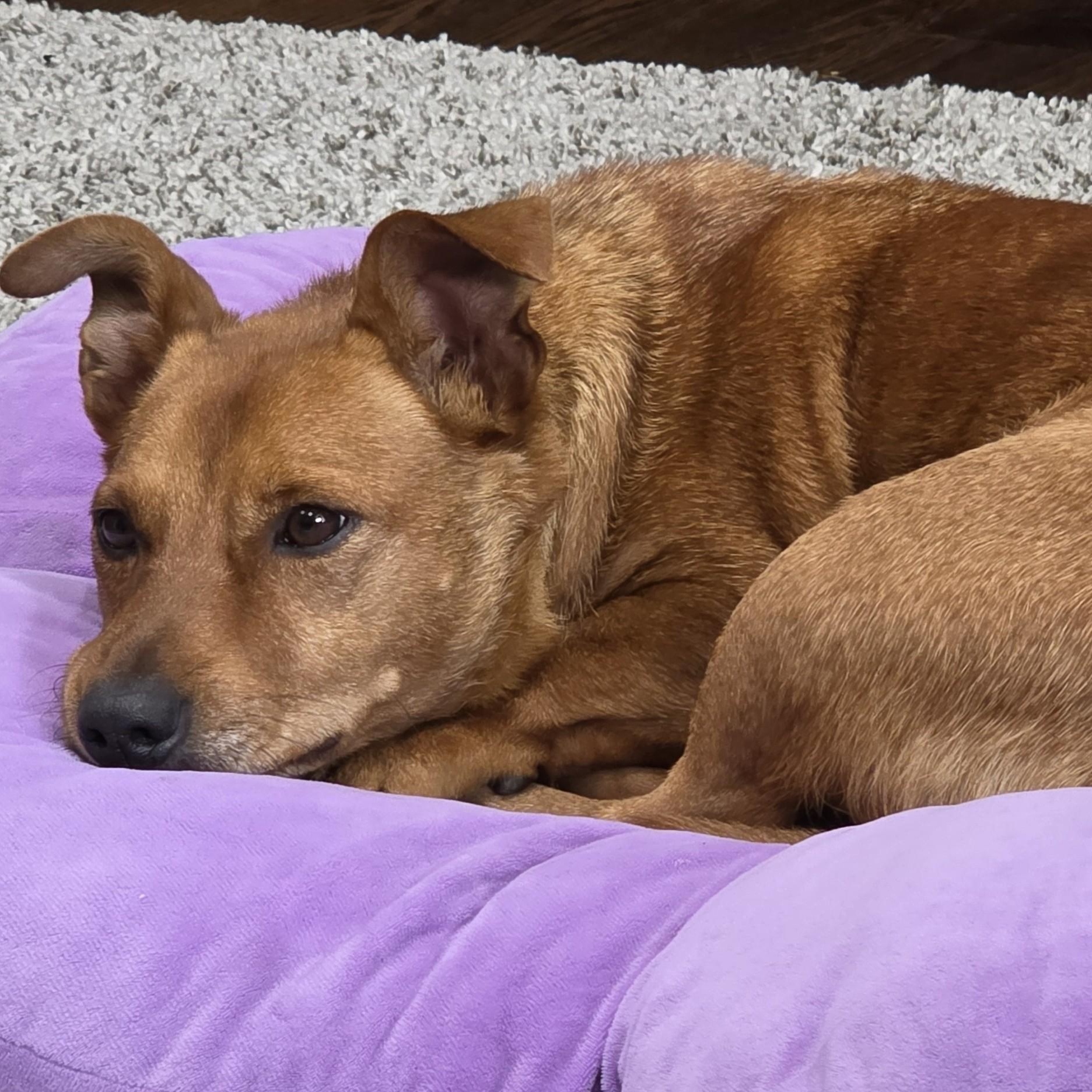 Enlarge Fifa, a Adoptable mixed breed in Palatine, IL image 5/6